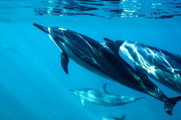 Où observer les dauphins dans leur habitat naturel en Nouvelle-Zélande : conseils et périodes?